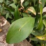 Ruscus hypophyllum Leaf