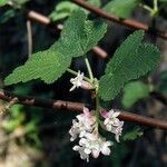 Ribes malvaceum Hábitos