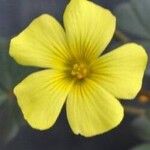 Oxalis megalorrhiza Flor