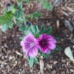 Malva sylvestrisFlower