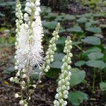 Actaea elata Flower