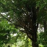 Podocarpus totara Habit