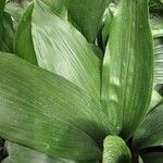 Aspidistra elatior Levél