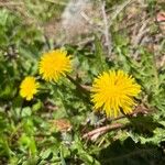 Taraxacum obliquilobum പുഷ്പം