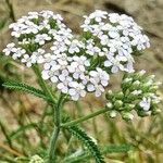 Achillea millefoliumFlors