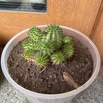 Euphorbia susannae Feuille