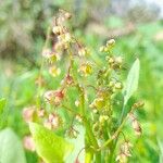 Rumex vesicarius Blüte