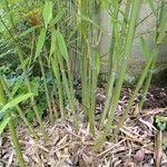 Phyllostachys aurea Іншае