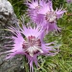 Dianthus sternbergii Flower