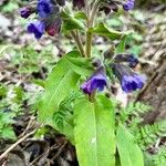 Pulmonaria mollis برگ