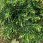 Cunninghamia lanceolata Foglia