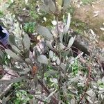 Cistus lasianthus Feuille