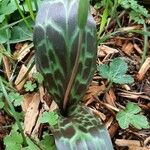 Erythronium oregonum ഇല