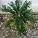 Cycas revolutaBlad