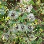 Lactuca virosa Fruit