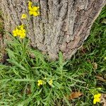 Diplotaxis tenuifoliaFlower