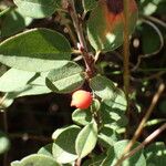 Cotoneaster integerrimus Mosusu