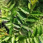 Campomanesia phaea Leaf