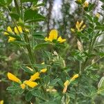 Genista monspessulanaFlower