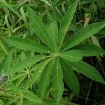 Lupinus perennis Blad