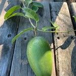 Stephanotis floribunda Плід