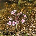 Butomus umbellatusFlower