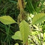 Amaranthus hybridus 葉