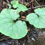 Asarum canadense葉