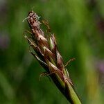 Carex macrostylos Frukto