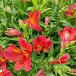 Alstroemeria aurea 花