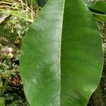 Ficus gomelleira Leaf