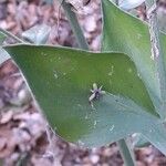 Ruscus aculeatus Blomst