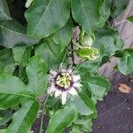 Passiflora edulis Fleur