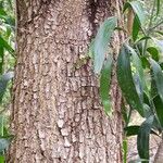 Acacia auriculiformis Bark