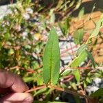 Persicaria strigosa Folha