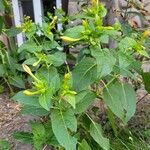 Mirabilis longiflora Folla