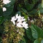 Pentas lanceolata Квітка