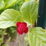 Schisandra rubriflora Flor