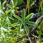 Alchemilla alpina برگ