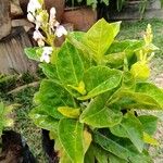 Pseuderanthemum carruthersii Кветка