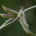 Astragalus depressus Fruchs