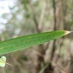 Bambusa vulgaris Лист