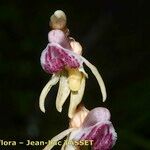 Epipogium aphyllum Flower