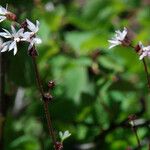 Lithophragma glabrum Агульны выгляд