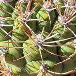 Gymnocalycium saglionis Leaf