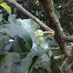 Garcinia gardneriana Flower