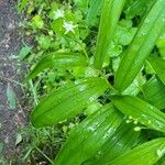 Maianthemum stellatum Цветок