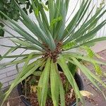 Yucca filamentosaFleur