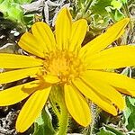 Heterotheca sessiliflora Flower