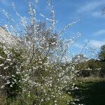 Prunus fruticosa Агульны выгляд